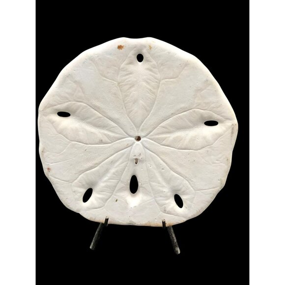 Hand-Painted Sand Dollar Art Monterey Cypress 4.5 x 5 In. Signed By Artist M.R. - Picture 4 of 8